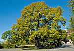 BB 05 0195 / Quercus robur / Sommereik